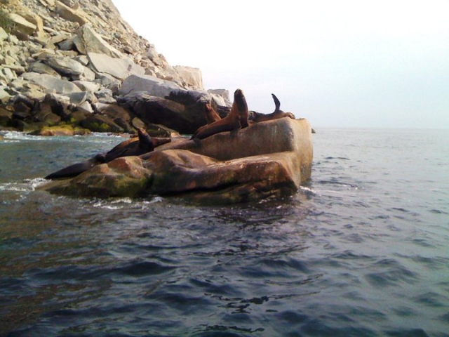 colonia de lobos marinos